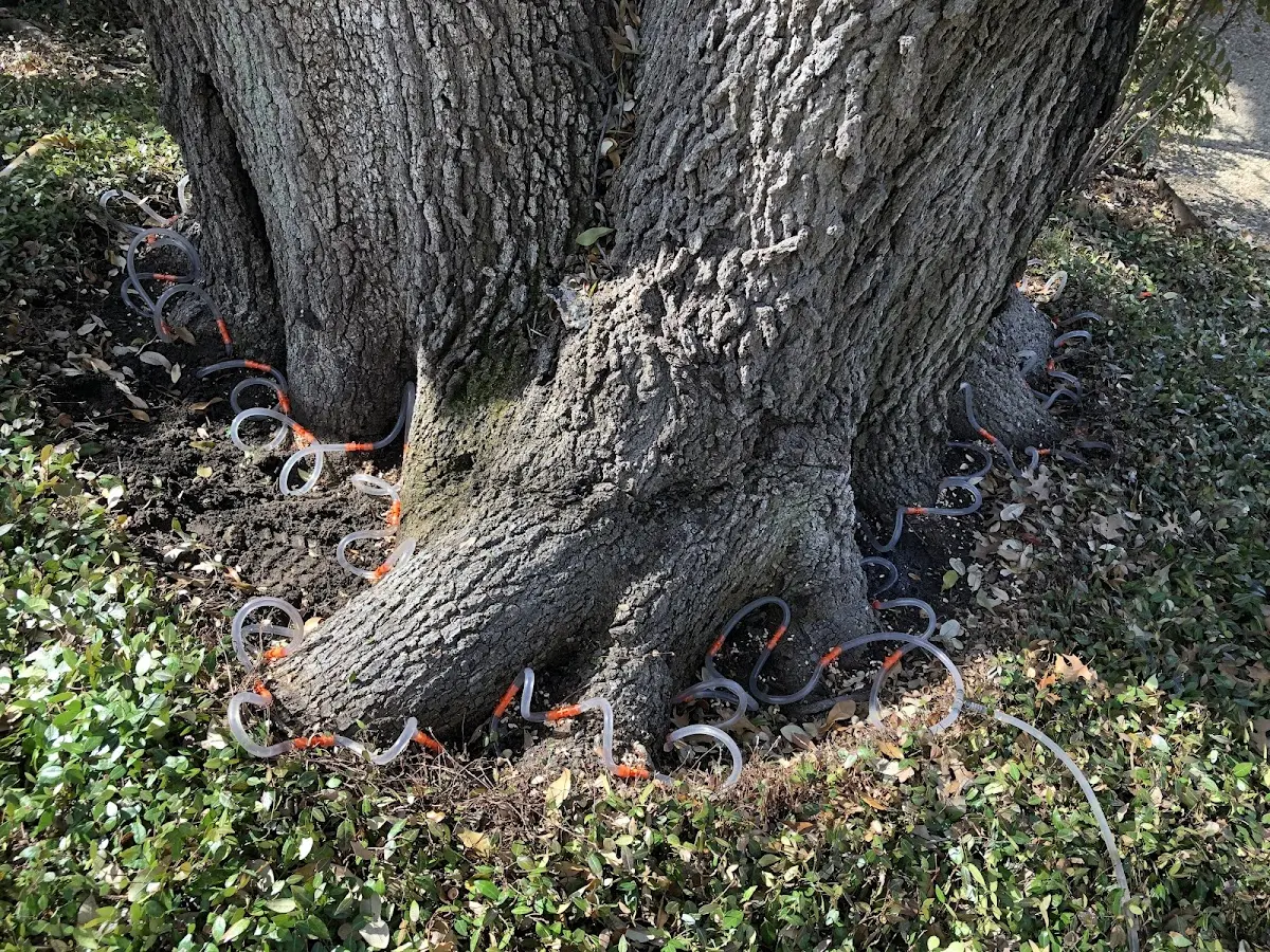 Detailed Tree Cabling and Bracing job site in Farmersville