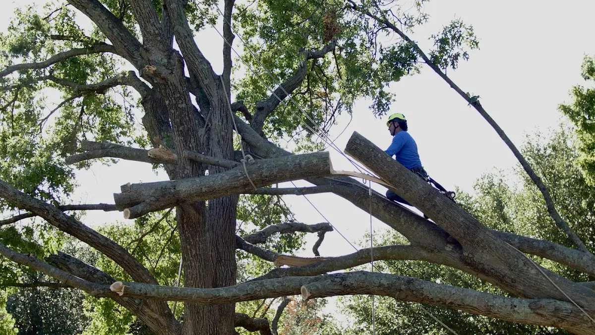Professional Hazardous Tree Removal performed by certified arborists in Farmersville