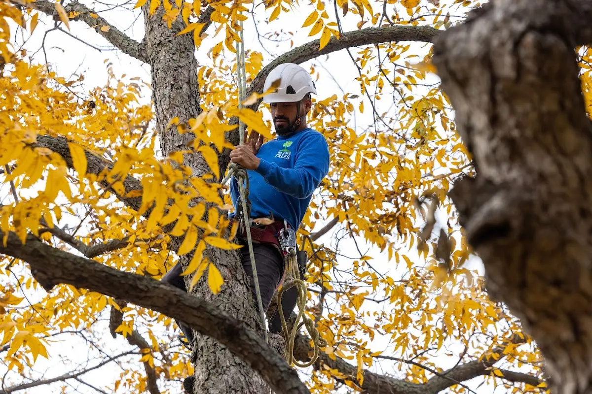 Skilled Tree Planing crew working in Farmersville