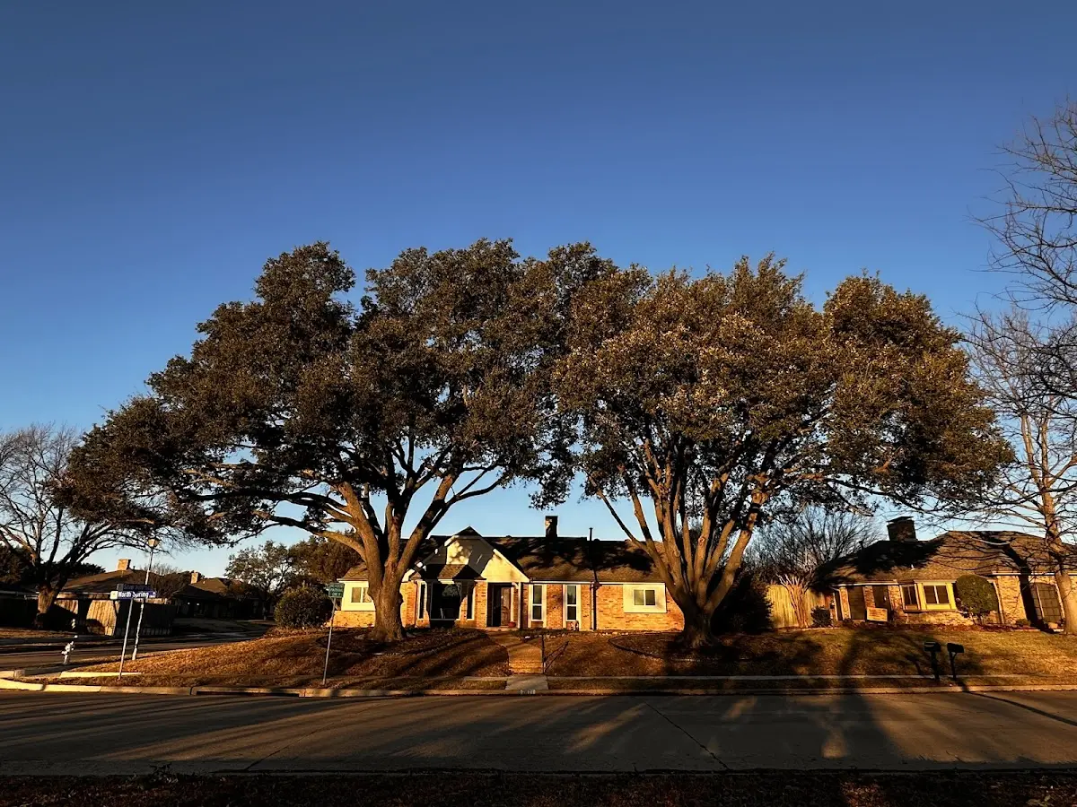 Established residential canopy tree shading a home in Farmersville
