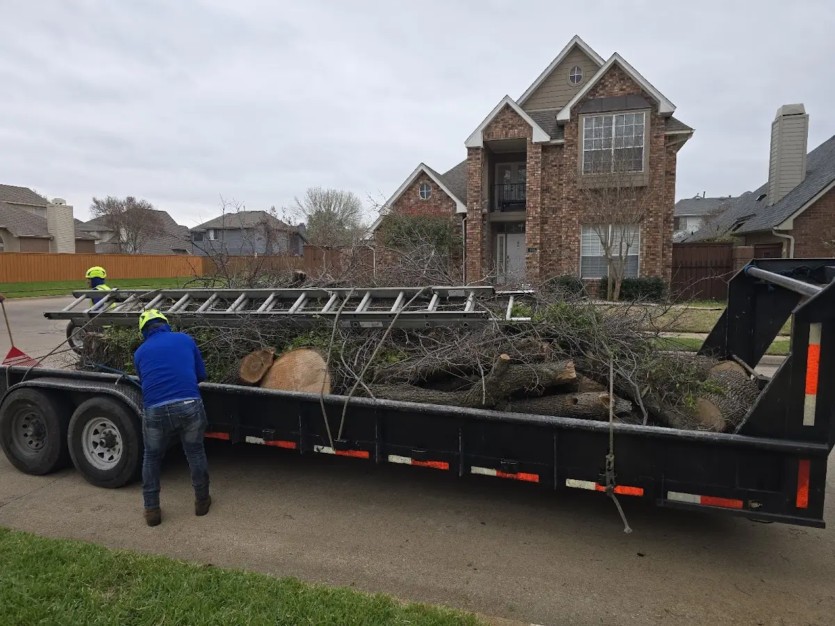 Expert Tree Removal with proper safety equipment in Farmersville